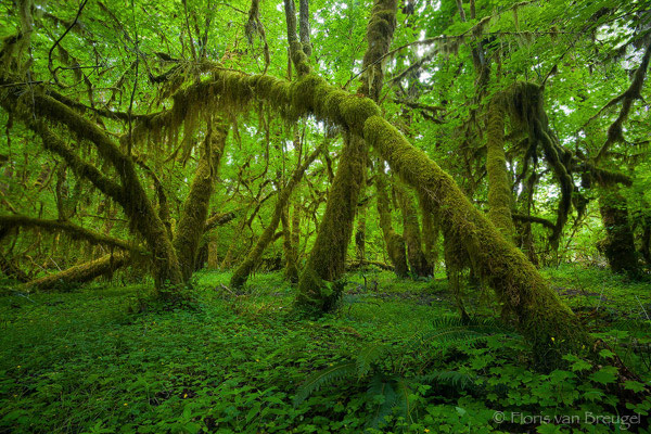 hoh-rainforest-mossy-20080727_007