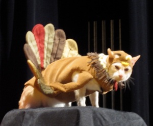 Cat-in-roasted-turkey-costume1