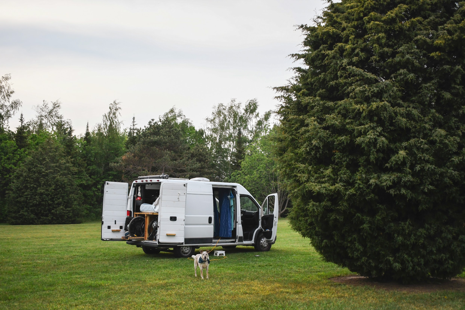 White van parked in green field with dog and tree in front.