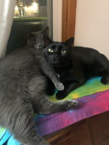 A grey and black cat sit next to each other by a window.