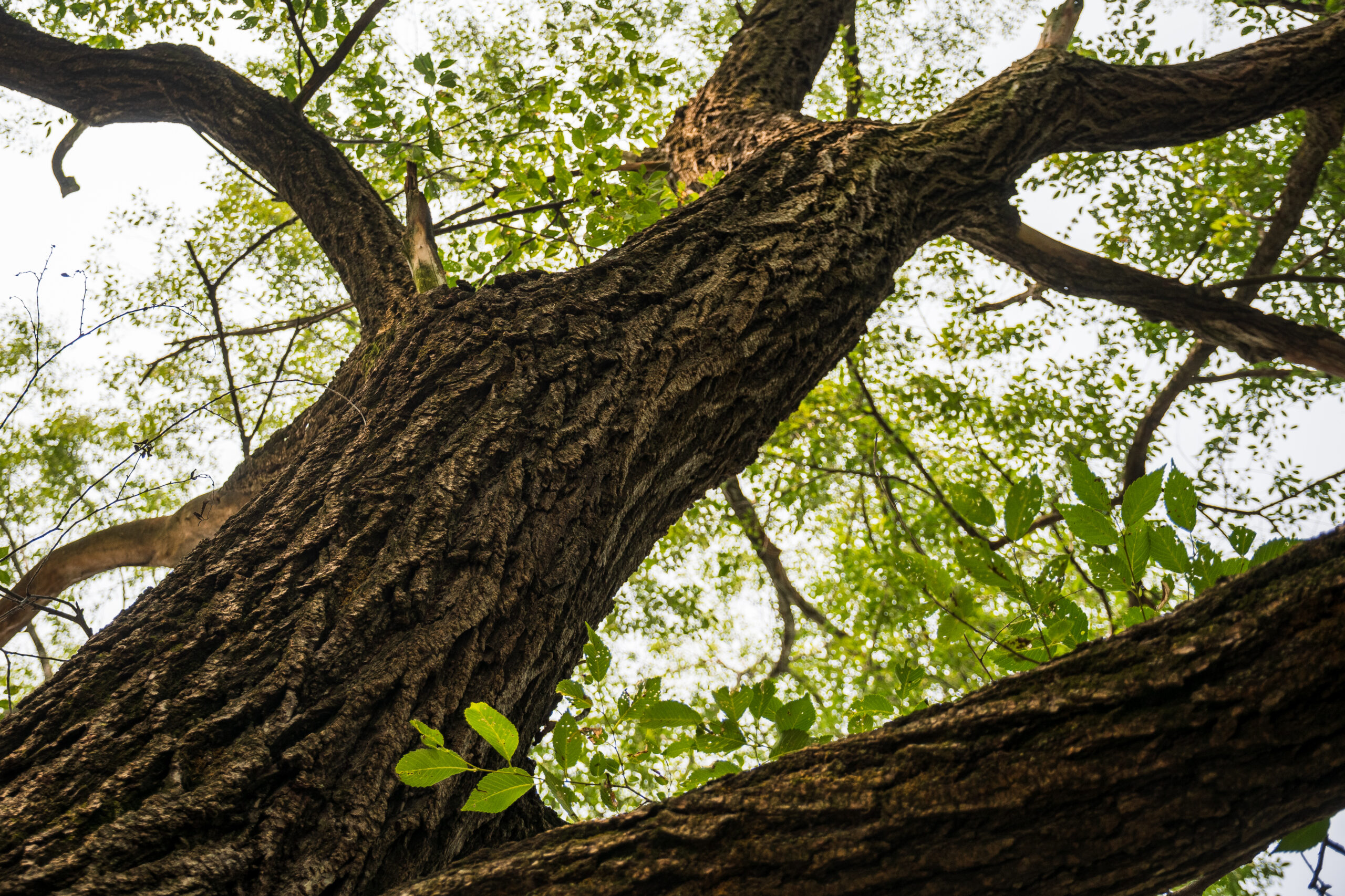 Looking upwards on a fully grown and in-bloom deciduous tree